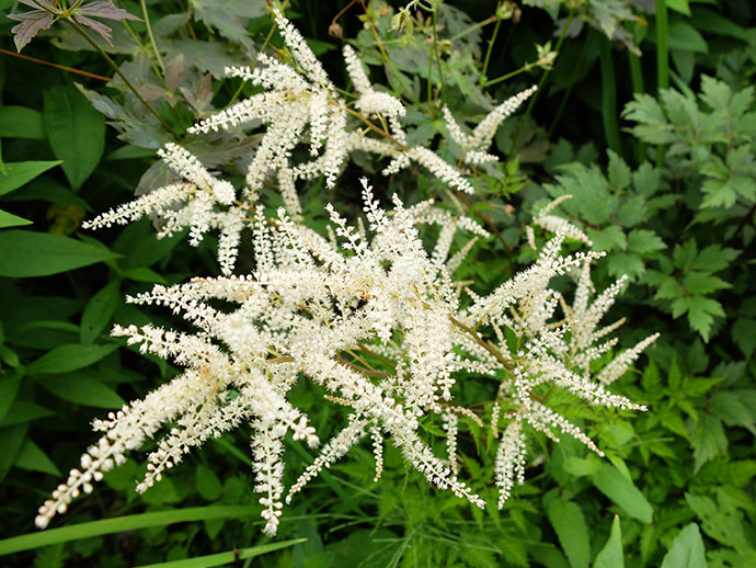 Арункус волжанка «Мисти Лейс» (Aruncus Misty Lace)