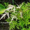 Арункус (волжанка) Мисти Лейс (aruncus Mysty Lace) © blumgarden.ru