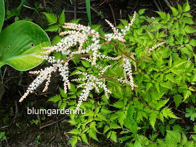 Арункус (волжанка) Мисти Лейс (aruncus Mysty Lace) © blumgarden.ru