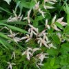 Арункус (волжанка) Мисти Лейс (aruncus Misty Lace) © blumgarden.ru
