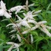 Арункус (волжанка) Мисти Лейс (aruncus Mysty Lace) © blumgarden.ru