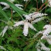 Арункус (волжанка) Мисти Лейс (aruncus Mysty Lace) © blumgarden.ru