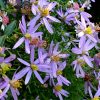 Астра очитколистная (Aster sedifolius) © blumgarden.ru