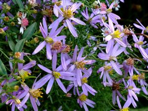 Астра очитколистная (Aster Sedifolius) © Blumgarden.ru