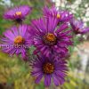 Астра новоанглийская фиолетовая (Aster novae-angliae) © blumgarden.ru
