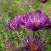 Астра новоанглийская фиолетовая (Aster novae-angliae) © blumgarden.ru