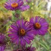 Астра новоанглийская фиолетовая (Aster novae-angliae) © blumgarden.ru