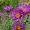 Астра новоанглийская фиолетовая (Aster novae-angliae) © blumgarden.ru
