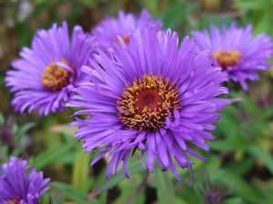 Астра новоанглийская светло-фиолетовая (Aster Novae-angliae)
