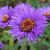 Астра новоанглийская светло-фиолетовая © blumgarden.ru