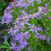Астра очитколистная (Aster sedifolius) © blumgarden.ru