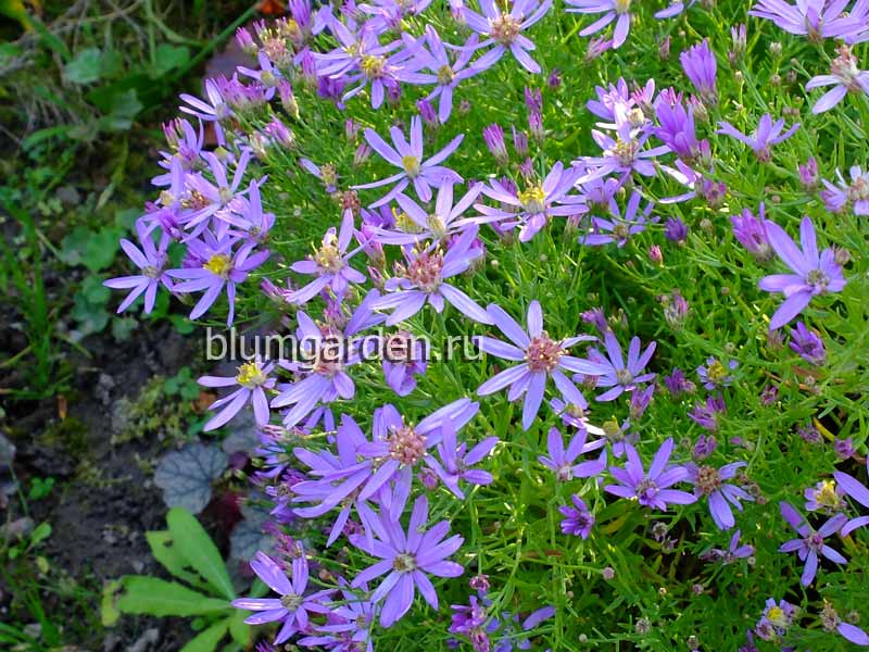 Астра очитколистная (Aster sedifolius) © blumgarden.ru