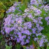Астра очитколистная (Aster sedifolius) © blumgarden.ru