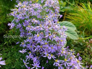 Астра очитколистная (Aster Sedifolius)