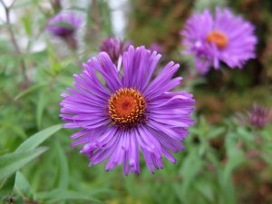 Астра светло-фиолетовая цветок крупным планом © Blumgarden.ru