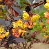 Цветки барбариса пурпурнолистного (Berberis) © blumgarden.ru