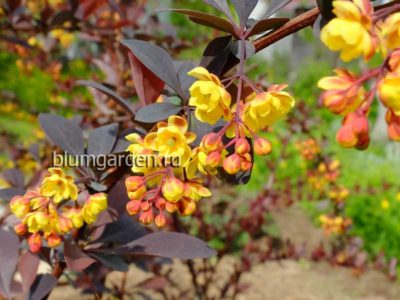 Барбарис обыкновенный пурпурнолистный (Berberis) © Blumgarden.ru
