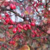 Плоды барбариса пурпурнолистного (Berberis) © blumgarden.ru