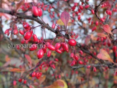 Барбарис обыкновенный пурпурнолистный (Berberis) © Blumgarden.ru