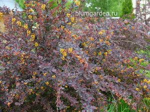 Барбарис обыкновенный пурпурнолистный (Berberis Vulgaris)