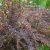Барбарис обыкновенный пурпурнолистный (Berberis vulgaris) © blumgarden.ru