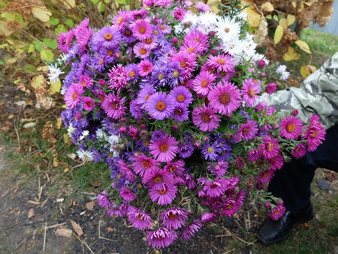 Букет из осенних астр © blumgarden.ru