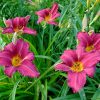 Цветы лилейника Бурбон Кингз © blumgarden.ru