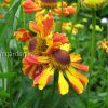 Гелениум осенний Раухтопаз (Helenium autumnale Rauchtopas) © blumgarden.ru