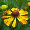 Гелениум осенний Раухтопаз (Helenium autumnale Rauchtopas) © blumgarden.ru