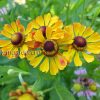 Гелениум осенний Раухтопаз (Helenium autumnale Rauchtopas) © blumgarden.ru