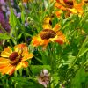 Гелениум осенний Раухтопаз (Helenium autumnale Rauchtopas) © blumgarden.ru