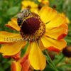 Гелениум осенний Раухтопаз (Helenium autumnale Rauchtopas) © blumgarden.ru