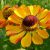 Гелениум осенний Раухтопаз (Helenium autumnale Rauchtopas) © blumgarden.ru
