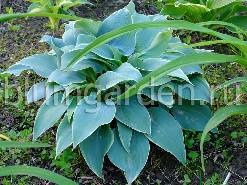 Хоста «Фростед Димплес» (Hosta Frosted Dimples)