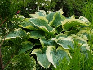 Хоста «Норзен Хало» (Hosta Northern Halo)