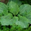 Хоста Spilt Milk (Hosta Спилт Милк) © blumgarden.ru