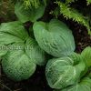 Хоста Spilt Milk (Hosta Спилт Милк) © blumgarden.ru