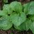 Хоста Спилт Милк (Hosta Spilt Milk) © blumgarden.ru