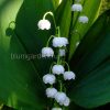 Ландыш садовый (Convallaria) © blumgarden.ru