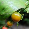 Ландыш садовый (Convallaria) © blumgarden.ru