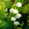 Ландыш садовый (Convallaria) © blumgarden.ru
