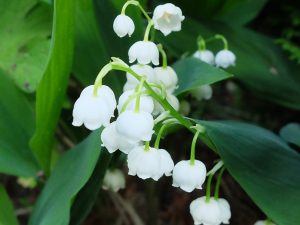 Ландыш садовый (Convallaria)