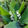 Ландыш садовый (Convallaria) © blumgarden.ru