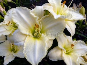 Лилейник гибридный «Айскэп» (Hemerocallis Icecap)