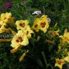 Лилейник Always Present (Олвейс Презент) © blumgarden.ru