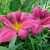 Лилейник Бурбон Кингз (Hemerocallis Bourbon Kings) © blumgarden.ru