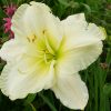 Лилейник «Кул Ит» (Cool It) © blumgarden.ru