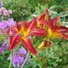Лилейник гибридный Стаффорд (Hemerocallis hybrida Stafford) © blumgarden.ru