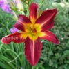 Лилейник гибридный Стаффорд (Hemerocallis hybrida Stafford) © blumgarden.ru