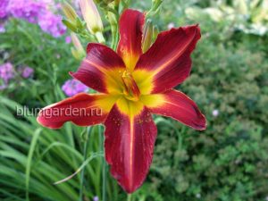 Лилейник гибридный Стаффорд (Hemerocallis Hybrida Stafford) © Blumgarden.ru